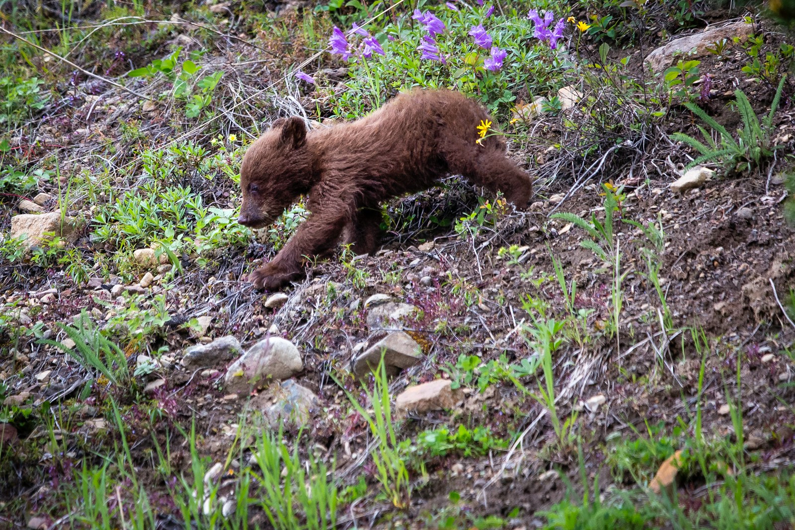 brown bear cub walking on green grass with wildflowers during daytime