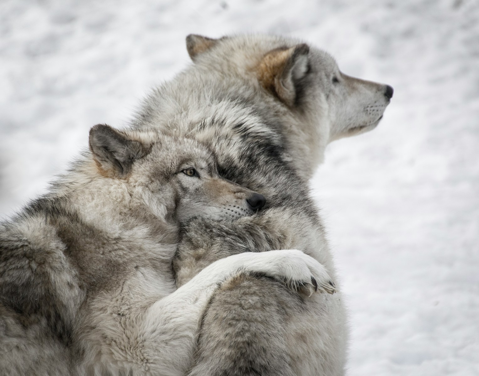 one gray wolf leaning on another gray wolf's back tenderly during daytime